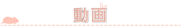 動画